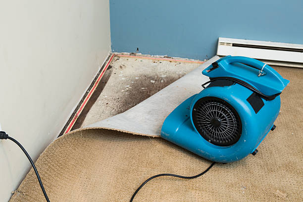 Best Flood damage cleanup  in Chesterfield, IN